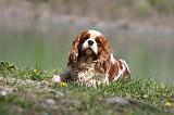CAVALIER KING CHARLES 665